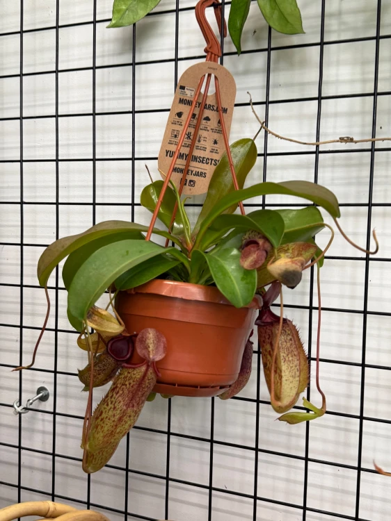 Nepenthes Monkey Jars Sam dzbanecznik roślina owadożerna (1).jpeg