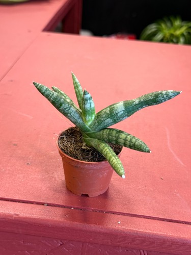Wężownica cylindryczna  Sansevieria Boncellensis  Sansevieria boncellensis (2).jpeg