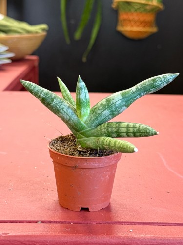 Wężownica cylindryczna  Sansevieria Boncellensis  Sansevieria boncellensis (3).jpeg