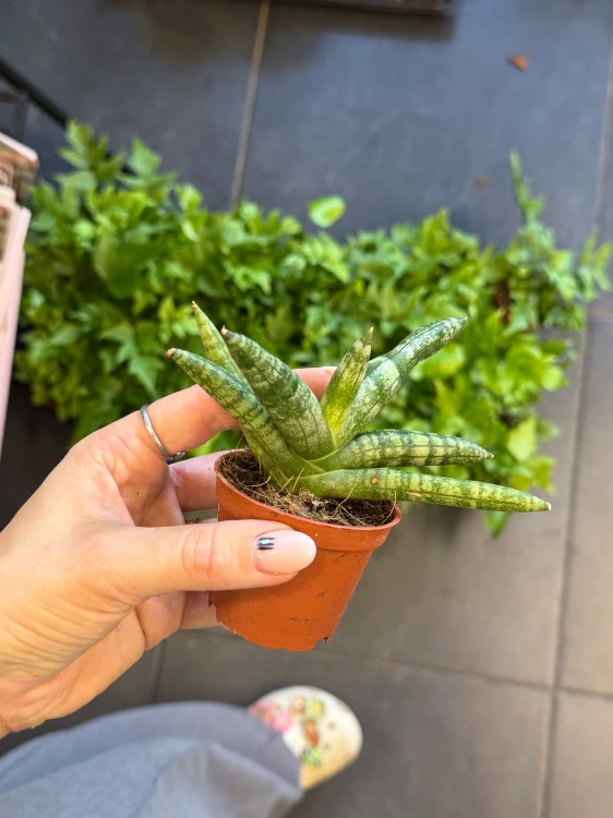 Wężownica cylindryczna  Sansevieria Boncellensis  Sansevieria boncellensis (1).jpeg