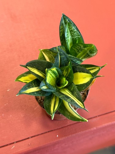 Sansevieria 'Spiral Star' – Sansewieria Spiral Star  Wężownica spiralna (2).jpeg