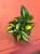 Sansevieria 'Spiral Star' – Sansewieria Spiral Star  Wężownica spiralna (2).jpeg