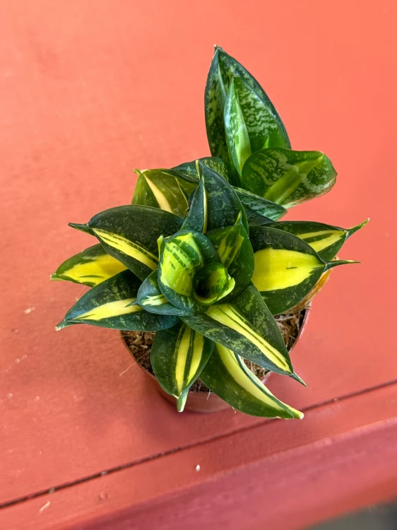Sansevieria 'Spiral Star' – Sansewieria Spiral Star  Wężownica spiralna (2).jpeg