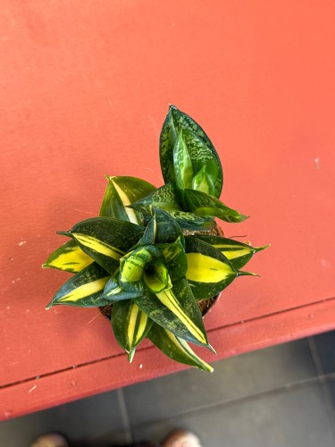Sansevieria 'Spiral Star' – Sansewieria Spiral Star  Wężownica spiralna (3).jpeg