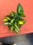 Sansevieria 'Spiral Star' – Sansewieria Spiral Star  Wężownica spiralna (4).jpeg