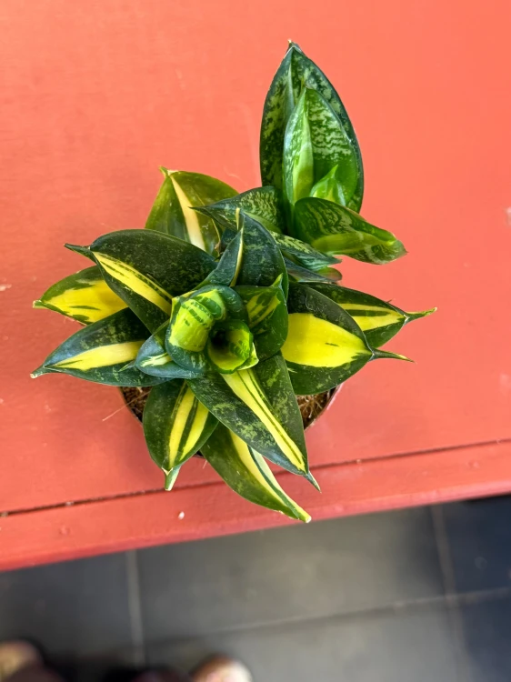 Sansevieria 'Spiral Star' – Sansewieria Spiral Star  Wężownica spiralna (4).jpeg