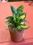 Sansevieria 'Spiral Star' – Sansewieria Spiral Star  Wężownica spiralna (1).jpeg