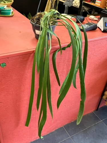 anthurium vittarifolium variegata w regresie (2).jpeg