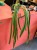 anthurium vittarifolium variegata w regresie (2).jpeg