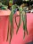anthurium vittarifolium variegata w regresie (3).jpeg