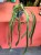 anthurium vittarifolium variegata w regresie (4).jpeg