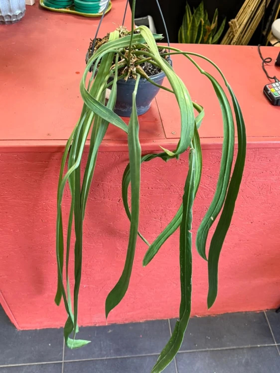 anthurium vittarifolium variegata w regresie (4).jpeg