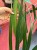 anthurium vittarifolium variegata w regresie (5).jpeg