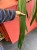 anthurium vittarifolium variegata w regresie (6).jpeg