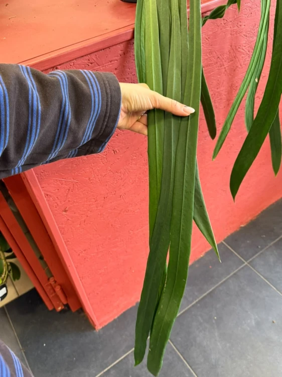 anthurium vittarifolium variegata w regresie (6).jpeg