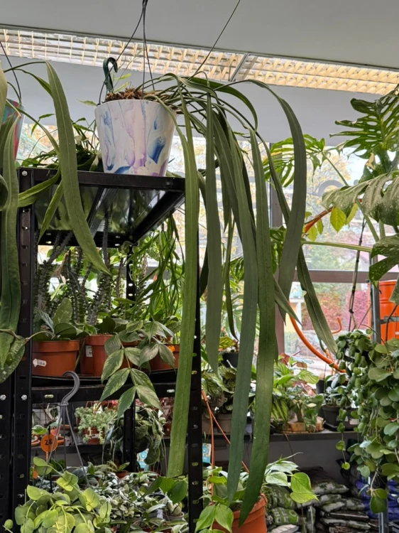 anthurium vittarifolium variegata w regresie (7).jpeg