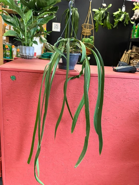 anthurium vittarifolium variegata w regresie (8).jpeg