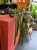 anthurium vittarifolium variegata w regresie (1).jpeg