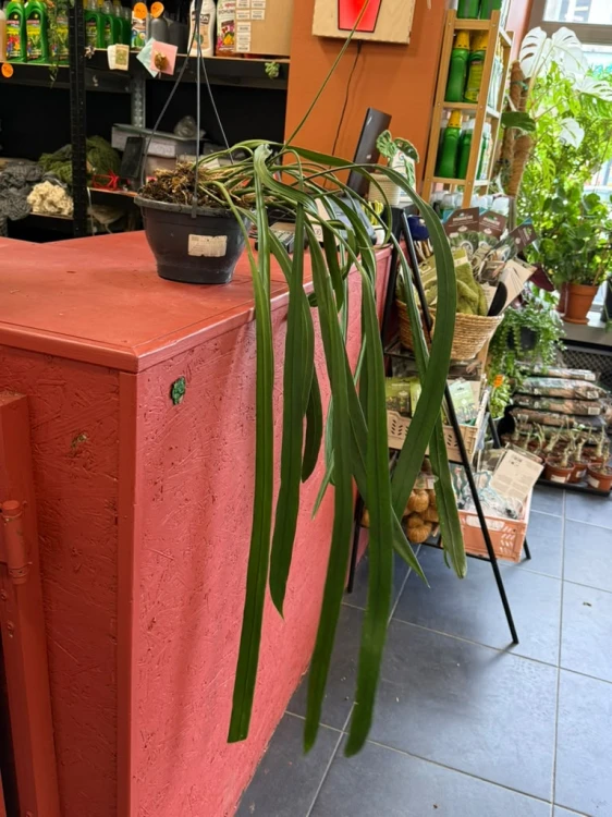 anthurium vittarifolium variegata w regresie (1).jpeg