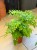 Adiantum raddianum Fragrans paproć (2).jpeg