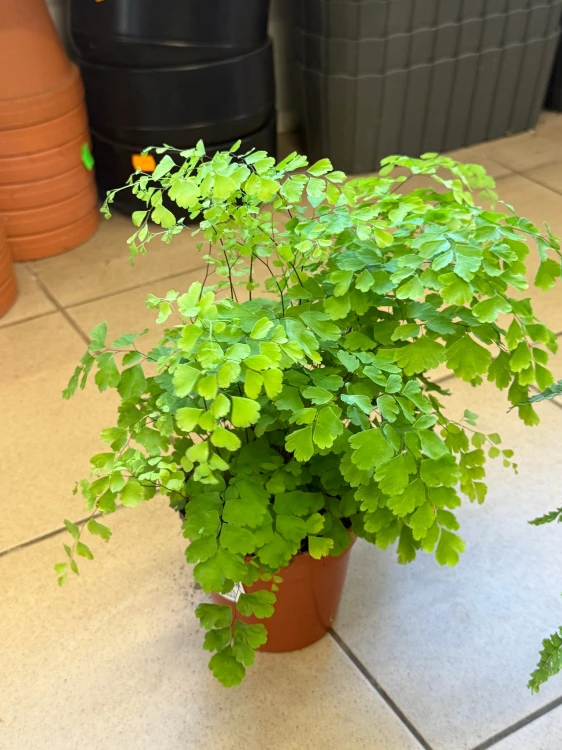 Adiantum raddianum Fragrans paproć (2).jpeg