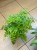 Adiantum raddianum Fragrans paproć (1).jpeg
