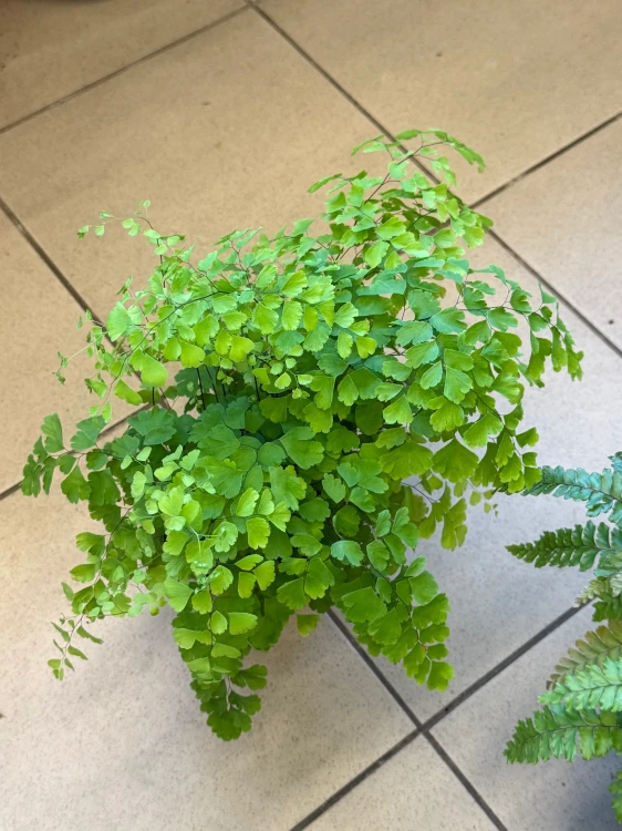 Adiantum raddianum Fragrans paproć (1).jpeg