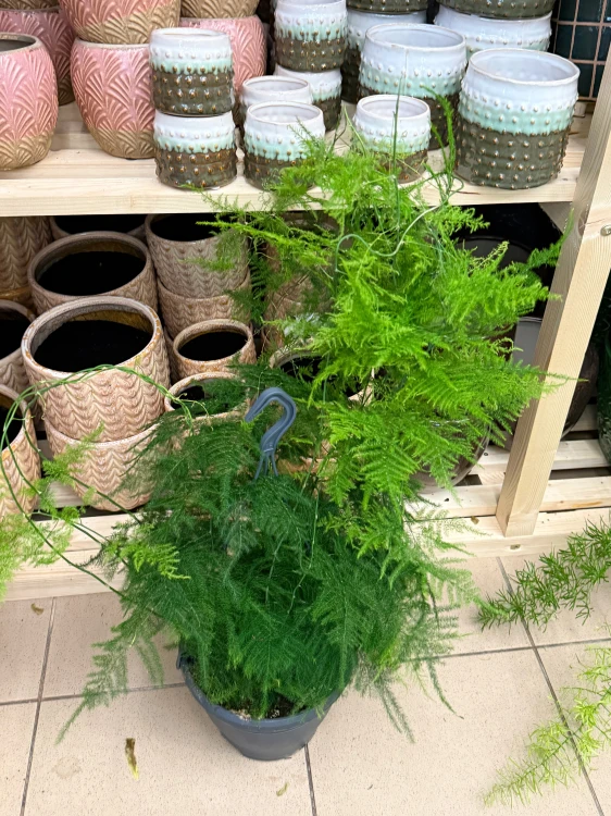 Szparag pierzasty  Asparagus Plumosus  (3).jpeg
