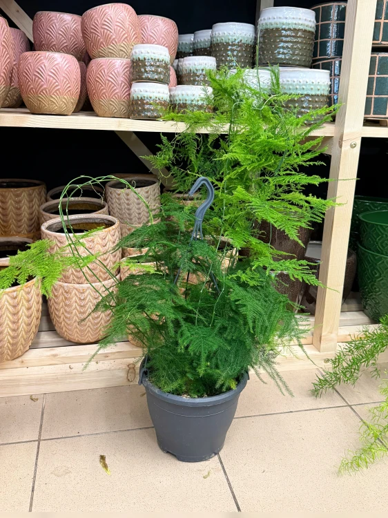 Szparag pierzasty  Asparagus Plumosus  (2).jpeg