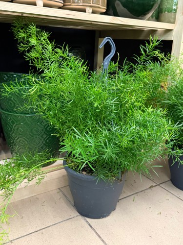 Asparagus densiflorus Sprengeri (Szparag) (3).jpeg