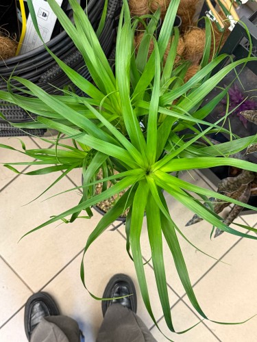 Beaucarnea recurvata Beukarnea wygięta