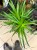 Beaucarnea recurvata Beukarnea wygięta