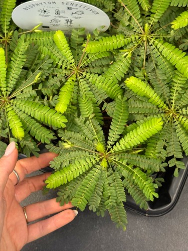 Biophytum Sensitivum DØ8cm.jpeg