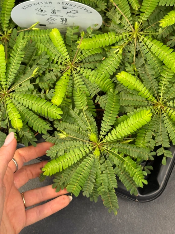 Biophytum Sensitivum DØ8cm.jpeg