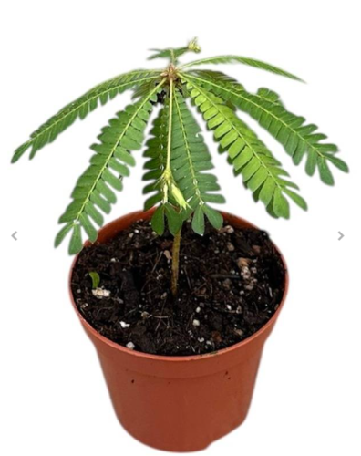 Biophytum Sensitivum