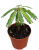 Biophytum Sensitivum