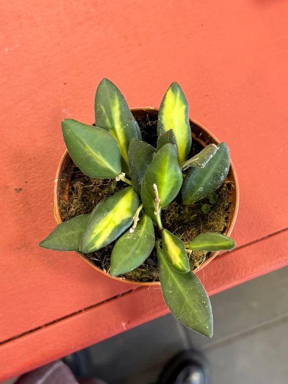hoya burtoniae (2).jpeg