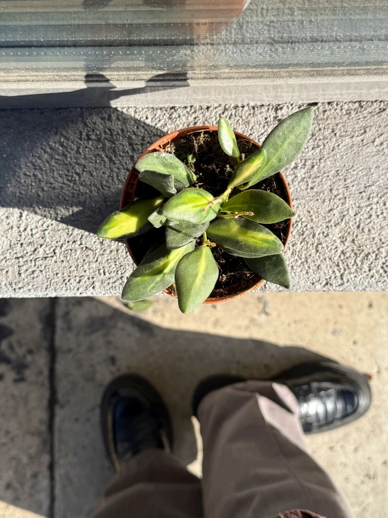 hoya burtoniae (3).jpeg