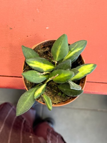hoya burtoniae (4).jpeg