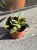 hoya burtoniae (1).jpeg