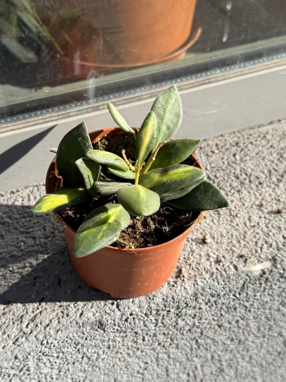 hoya burtoniae (1).jpeg