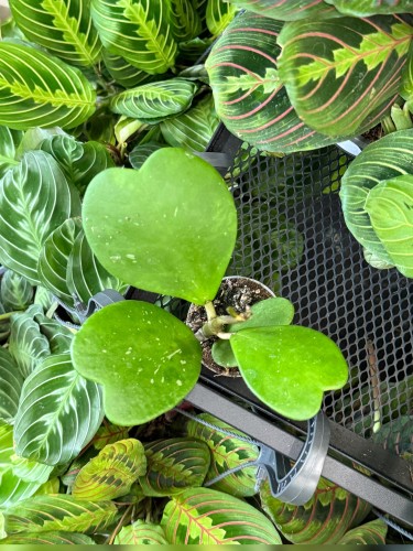 hoya kerrii