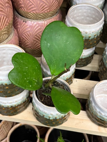 hoya kerrii