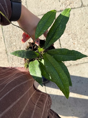 hoya finlaysonii sukirin (7).jpeg