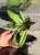 hoya finlaysonii sukirin (3).jpeg