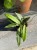 hoya finlaysonii sukirin (4).jpeg