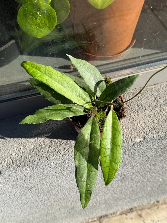 hoya finlaysonii sukirin (4).jpeg
