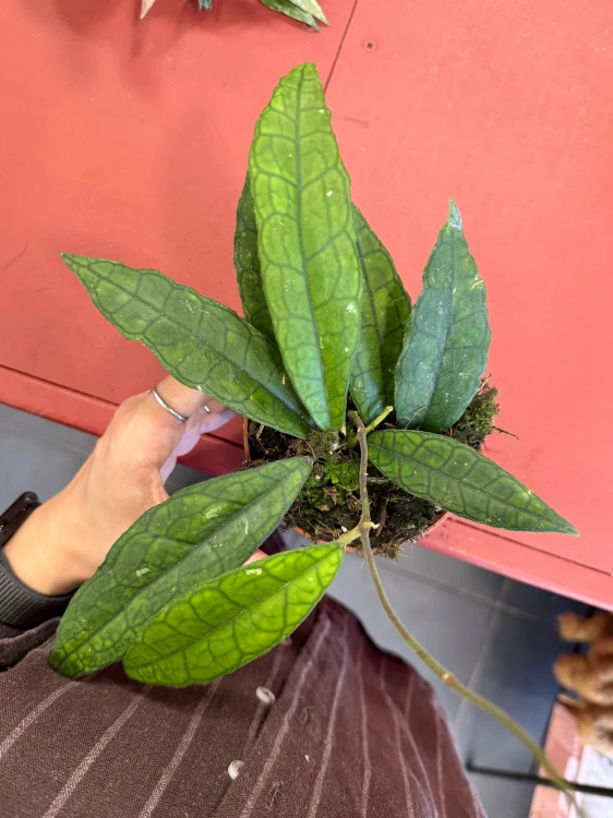 hoya finlaysonii sukirin (5).jpeg