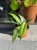 hoya finlaysonii sukirin (6).jpeg