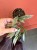 Hoya lacunosa sp. Laos (3).jpeg